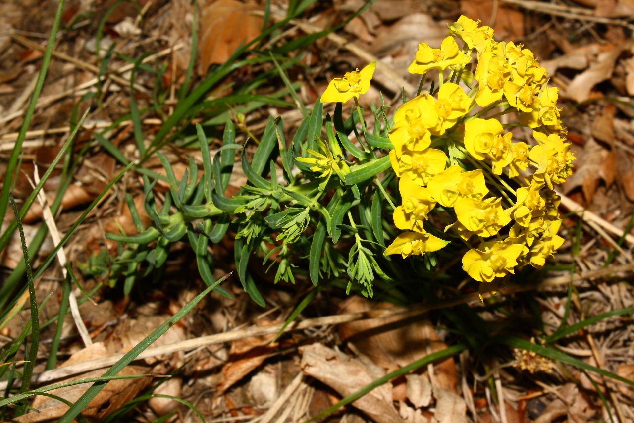 Euphorbia cyparissias